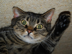 Cat laying on the carpet looking guilty